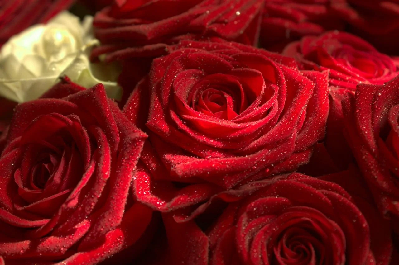 Primer plano de rosas rojas cubiertas de rocío con una rosa marfil